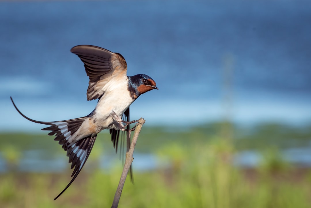 Photo Bird, Hobbes