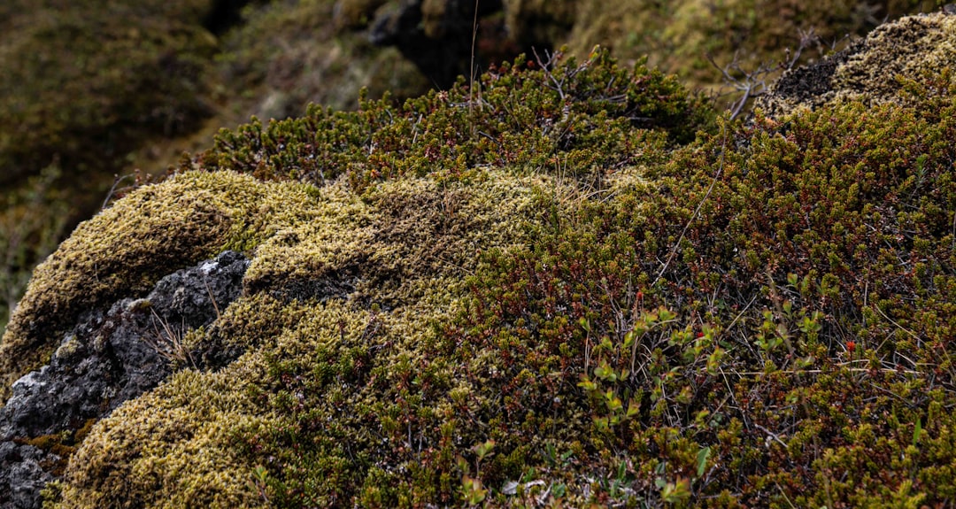 Photo Moss carpet